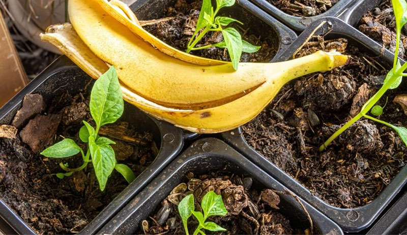 Banana Peels For Plants