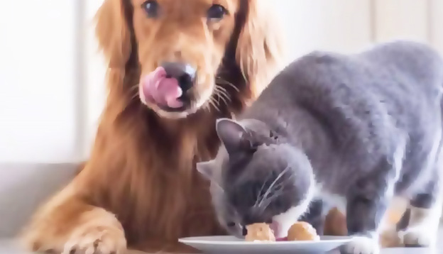 تفاوت بین غذای سگ و غذای گربه