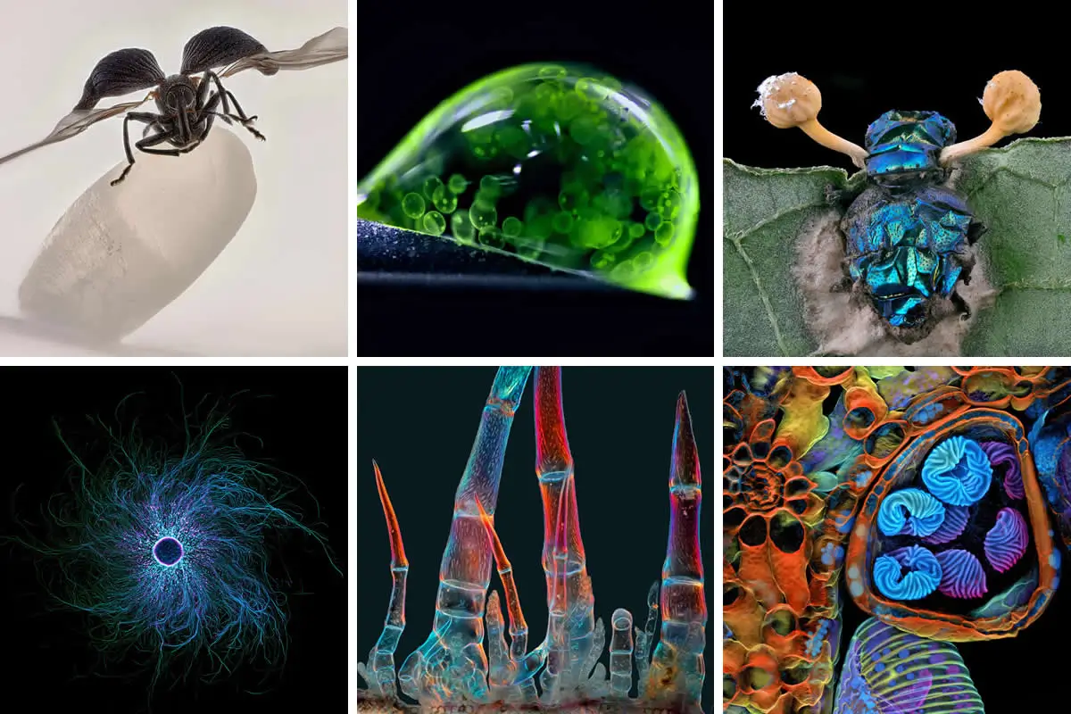 برندگان مسابقه عکاسی Nikon Small World 2025